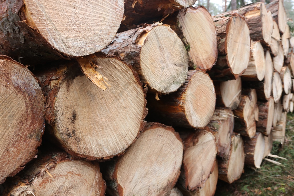 Правила реализации древесины вскоре обновят