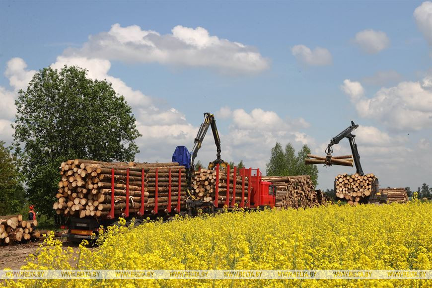 ФОТОФАКТ: В Климовичском лесхозе ликвидируют последствия разгула стихии