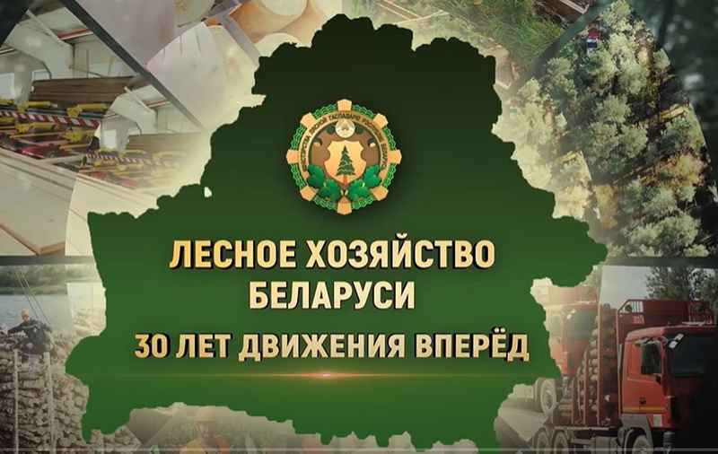 Как в Беларуси развивается лесное хозяйство? Главные достижения отрасли за 30 лет (2)