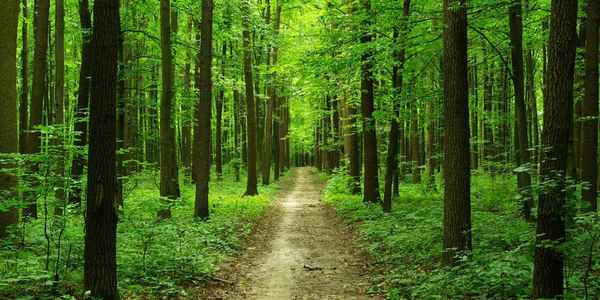 Правительство установило в 2023 году таксовую стоимость на древесину основных лесных пород, отпускаемую на корню.