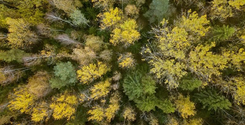Лучшее ГПЛХО - Брестское, лучший лесхоз - Копыльский опытный