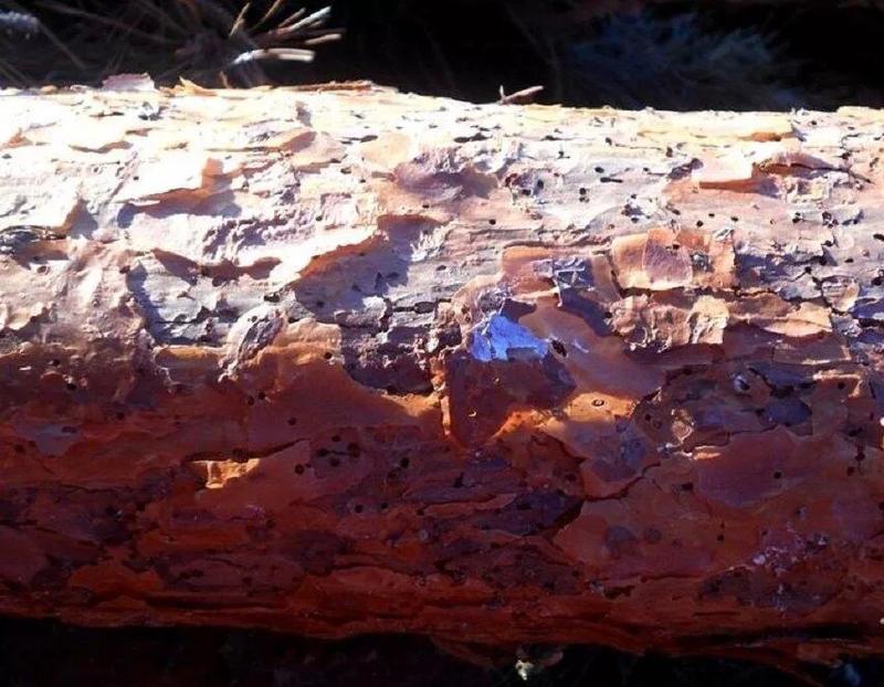 Способен ли мороз защитить белорусские деревья от короеда?