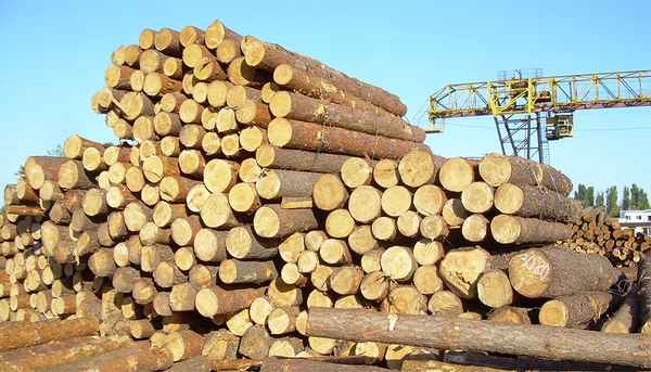Правительство продолжает снижать стоимость деловой древесины в заготовленном виде для физических лиц
