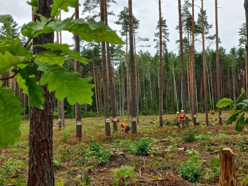 НА БАЗЕ КРАСНОПОЛЬСКОГО ЛЕСХОЗА ПРОШЛИ СОРЕВНОВАНИЯ ВАЛЬЩИКОВ ЛЕСА ЛЕСОРУБ-2025