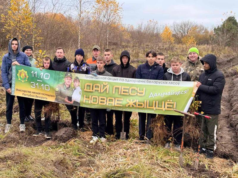 Дай лесу новае жыцце!