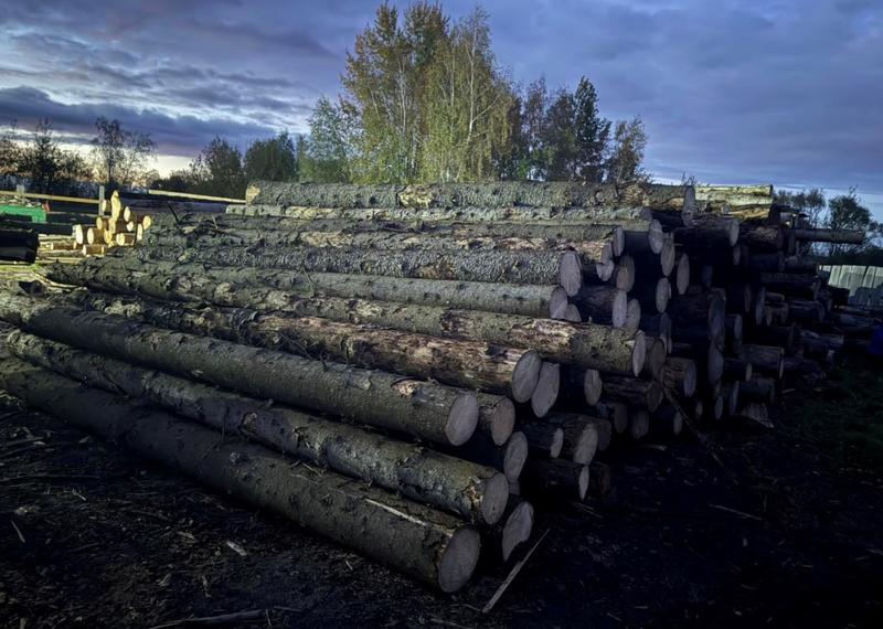 В Могилевской области пресечена незаконная деятельность лесничего