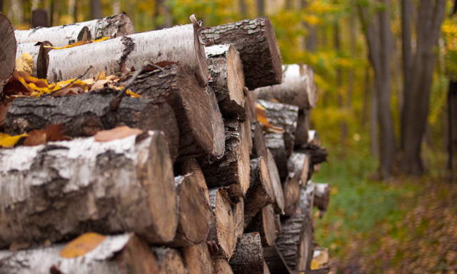 Что надо знать при заготовке дров на загрязненный териториях?
